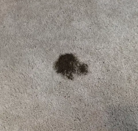 Pet Stain and Odor Removal Philadelphia