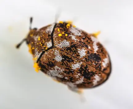 what are carpet beetles