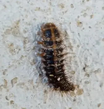 carpet beelte larvae